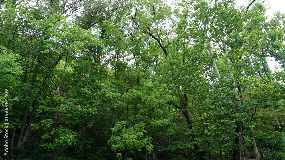 Fototapeta premium green leaves background