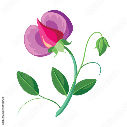 pea flower on white 