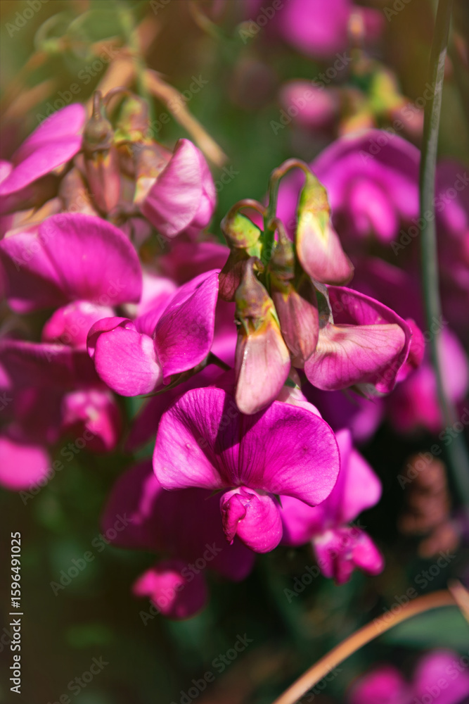 Obraz premium Beautiful blooming pink vicia flowers in the rustic garden