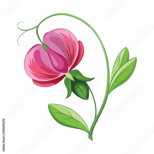pea flower on white 