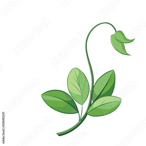 pea flower on white 