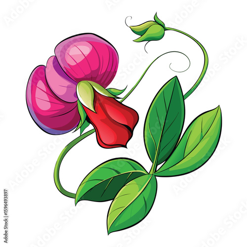 pea flower on white 