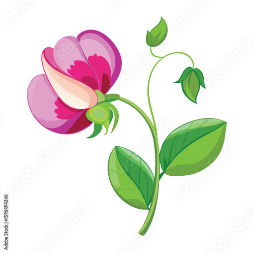 pea flower on white 