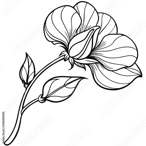 pea flower on white 