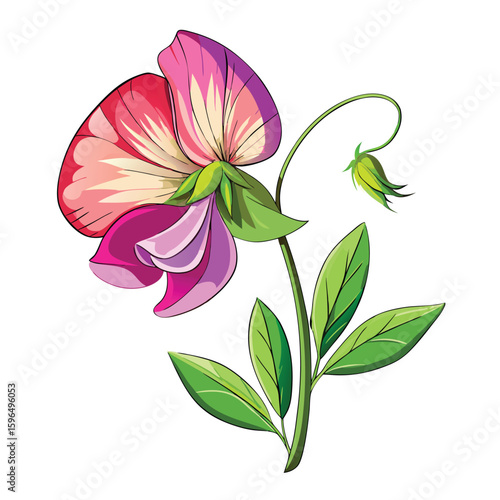 pea flower on white 