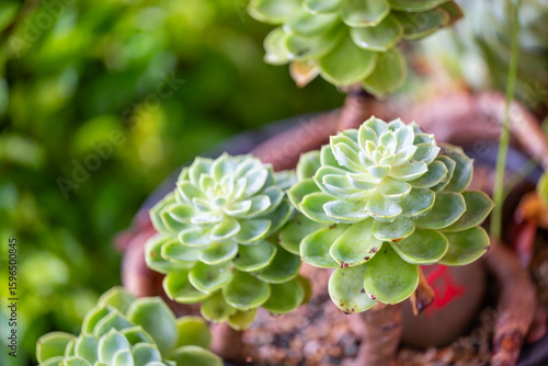A Beautiful Moment of Succulent Plants in a Serene Garden Setting