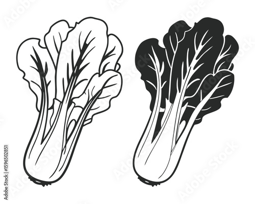 Vector illustration of fresh bok choy in both black and white isolated on a white background.