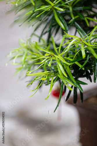 Water Droplets on Green Leaves: A Close-Up View of Nature's Delicate Beauty