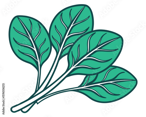 Fresh bunch of spinach illustration isolated on white background for healthy food concepts.