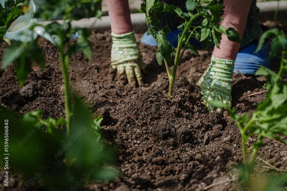Planting tomatoes in the garden. Seedlings of tomatoes and cucumbers. Work with the land. Summer in the country. A woman's gloved hands are picking at the ground. Planting tomatoes in the garden. Seedlings of tomatoes and cucumbers. Work with the land. Summer in the country. A woman's gloved hands are picking at the ground.