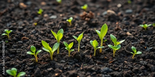 Vibrant green seedlings emerge from dark, fertile soil in a lush garden bed,  fertile,   sunshine