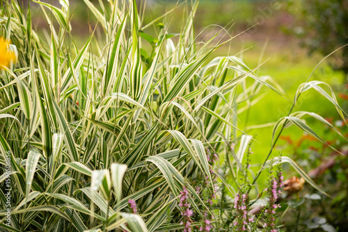 Variegated ornamental grass in the garden, a beautiful plant in a flowerbed