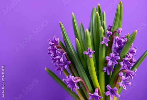 Vibrant purple hyacinths bloom against a violet backdrop, leaving ample space on the left, illustration, petals