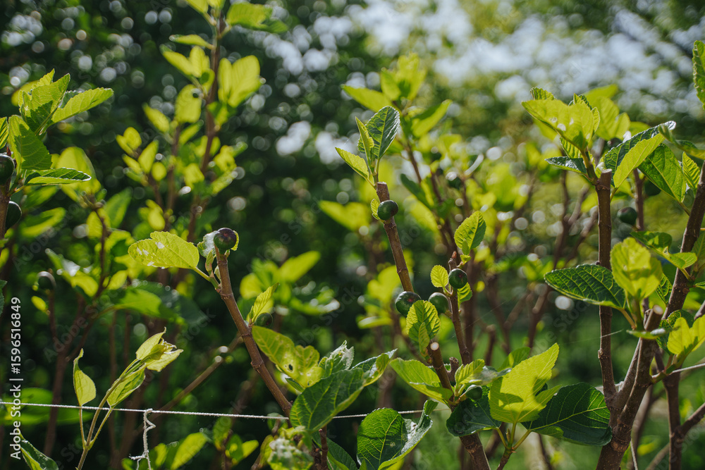 Obraz premium Fig branches with green fruits. Fig ripening. Orchard.