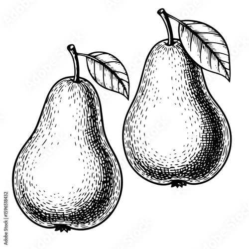 Vintage Style Black and White Pears with Leaf Illustration, 
Hand-Drawn Organic Pear Fruit Sketch Isolated on White, 
Healthy Food Concept: Classic Pear Graphic Design Element, Engraving Style Pears.