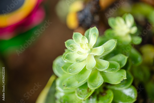 The Beautiful Details of Succulent Plants