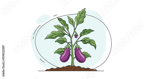 Vibrant eggplant plant growing healthy purple vegetables in fertile soil illustration