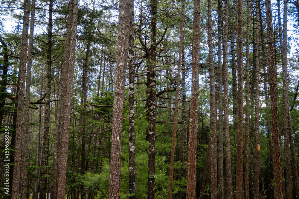 Fototapeta premium Tall Trees in a Dense Forest, Capturing the Serenity and Majesty of Nature