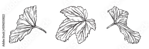 Set of blackcurrant leaves. Summer garden collection of leaf in sketch outline style. Hand drawn botanical clipart of black ink plants for cosmetics packaging, cards, textile