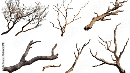 Silhouette of a dead tree without leaves isolated on white background
