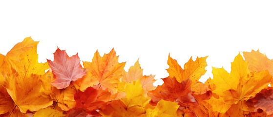 Beautiful colorful autumn maple leaves arranged in horizontal border isolated on transparent background