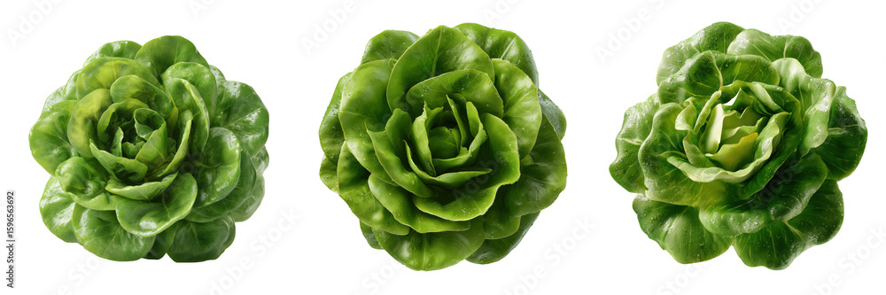 Obraz premium Fresh green lettuce bunch farm food photography natural light on transparent background