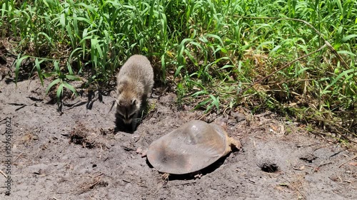 Raccoon Feeds on Softshell Turtle Eggs in Florida Wetland