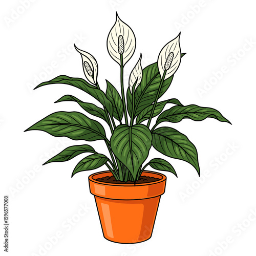 A peace lily plant in an orange pot, detailed illustration.