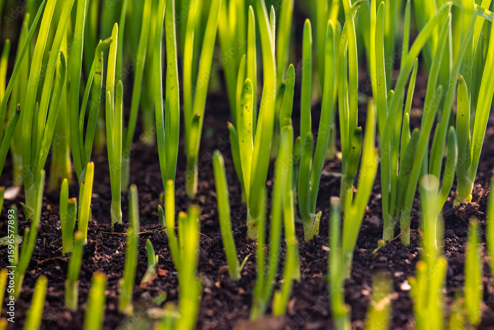 Fototapeta premium Green onion close-up with forest-like perspective.