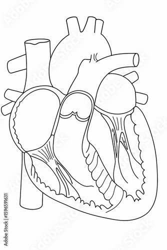 Black line illustration of the anatomy of the human heart cross-section