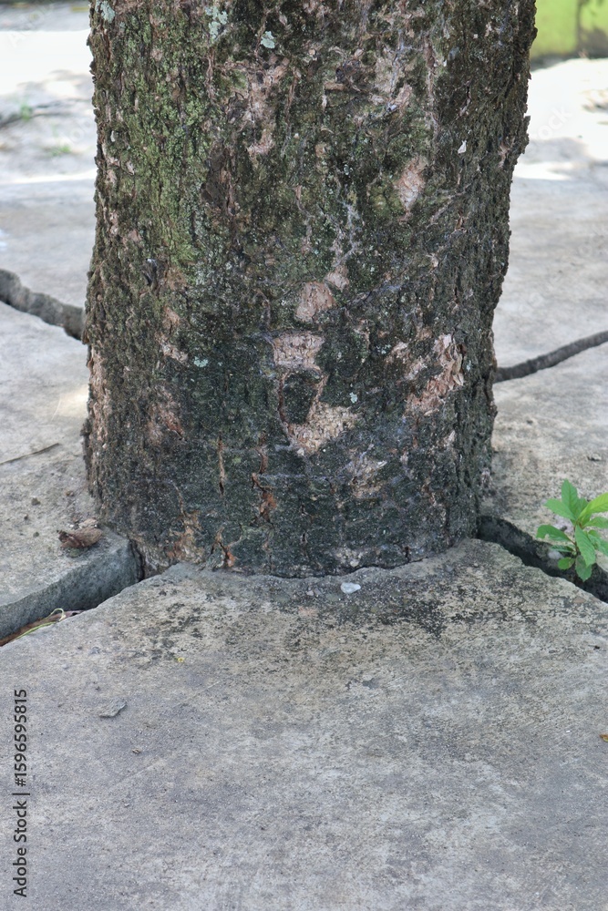 Fototapeta premium Symbiotic existence between resilient tree and concrete, demonstrating nature's tenacious