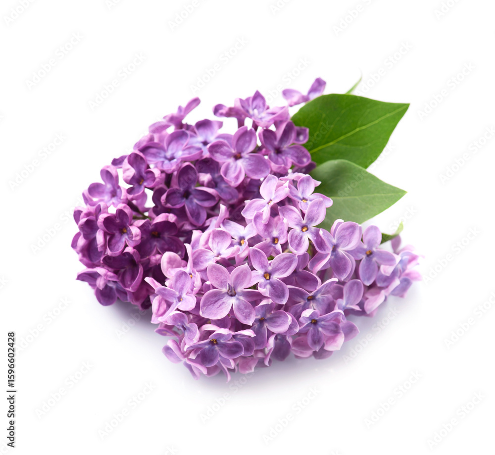 Fototapeta premium Lilac flower with leaves