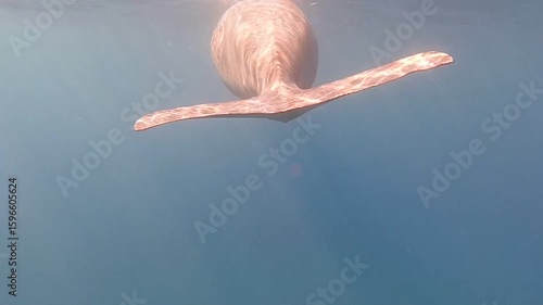 dugong (Dugong dugon) is a large, herbivorous marine mammal belonging to the order Sirenia, closely related to manatees. Found in warm coastal waters from East Africa to Australia, including the Red S
