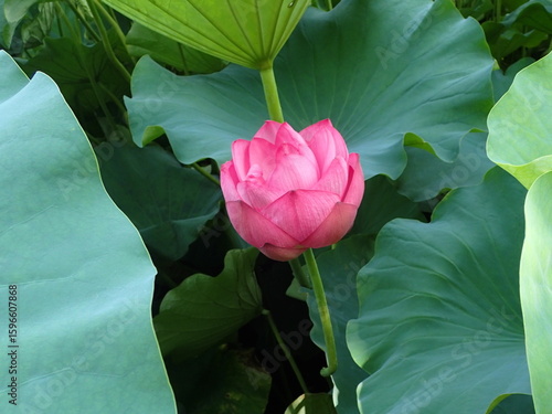 ピンク色の蓮の開花