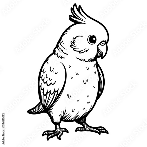 Budgie grooming feathers – Cute coloring book illustration for kids