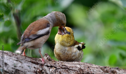Foto Kernbeisser mit Jungvogel