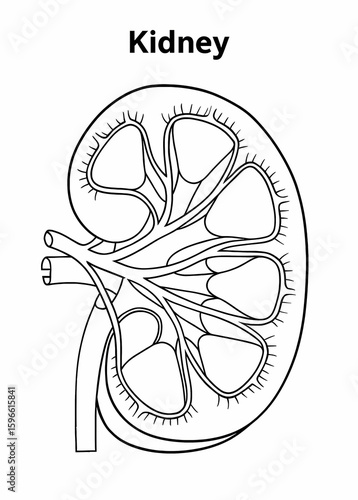 Black line illustration of Cross section anatomy of Kidney