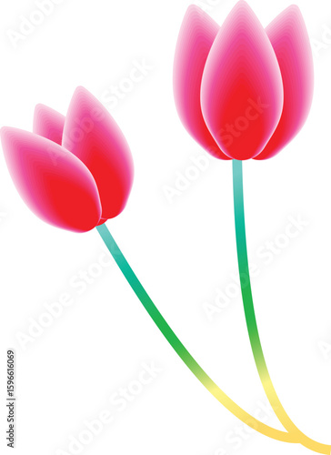 red tulip on white background