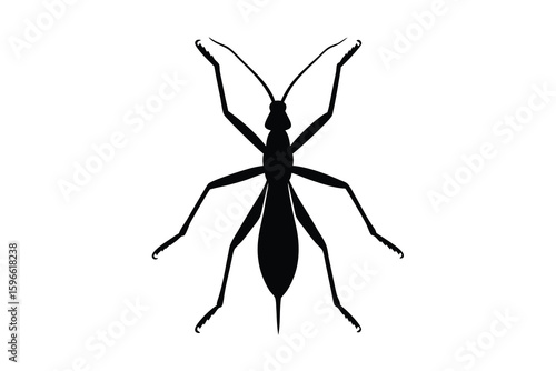 Silhouette of a Stick Insect or Walking Stick Bug on White Background