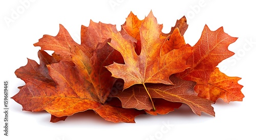 Pile of vibrant orange and red autumn maple leaves on white background fall foliage