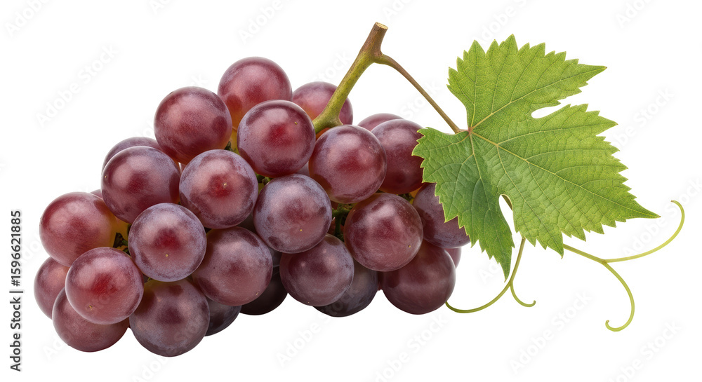 Fototapeta premium Isolated Grapes