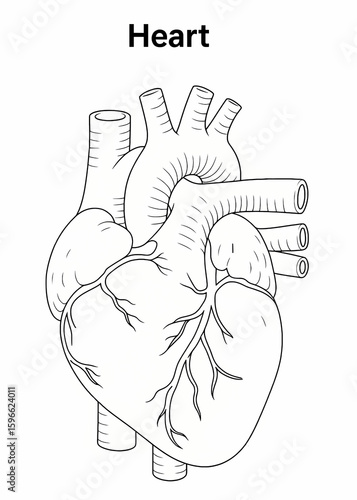 Black line illustration of the Human Heart