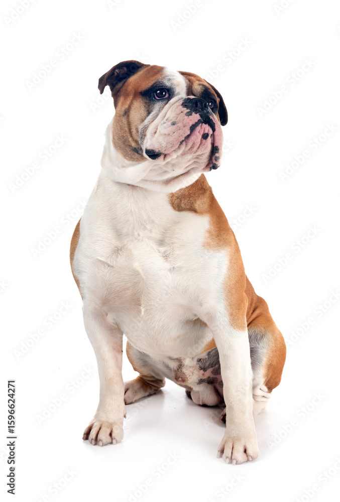 Obraz premium continental bulldog in studio