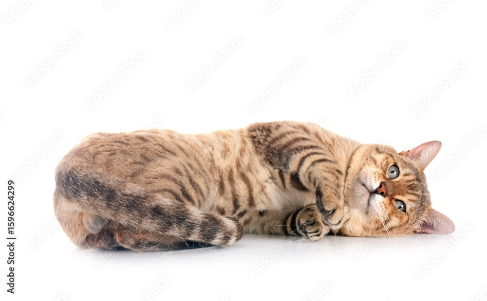 Obraz premium bengal cat in studio