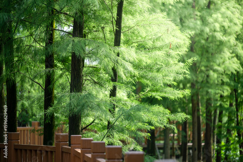 A Scenic Forest View Under Sunlight