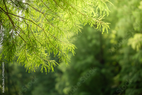 Green Leaves Bathed in Sunlight, Creating a Serene and Natural Atmosphere