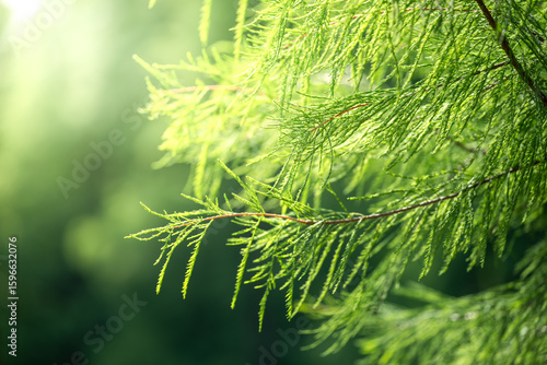 A Lush Green Branch in the Forest, Capturing the Vitality and Freshness of Nature