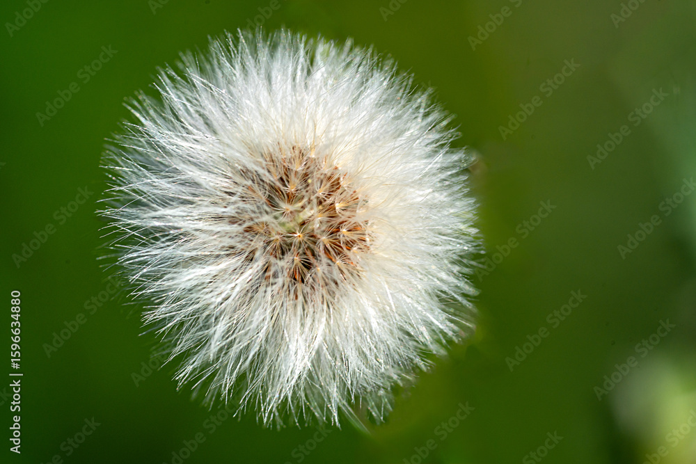 Obraz premium dandelion on green background