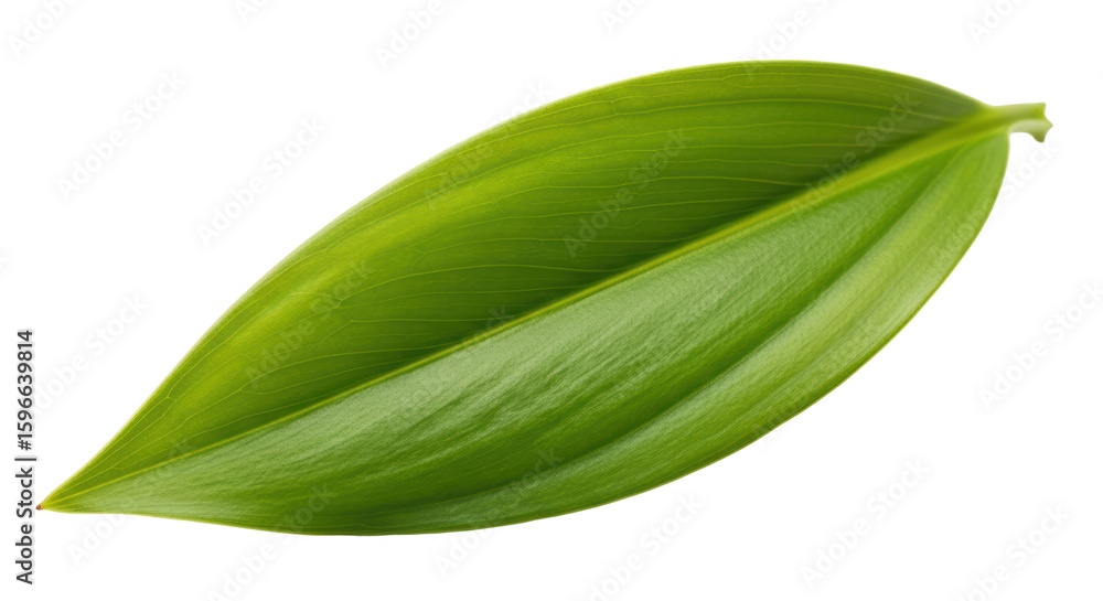 Obraz premium Isolated Leaf