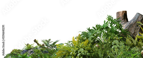 3D render foreground Tropical Plant Green Leaf on transparent background	